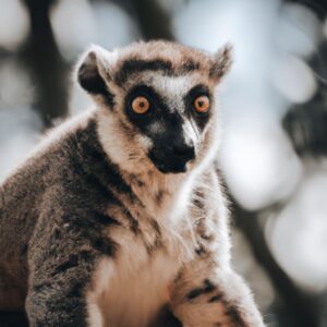 Descobrindo as Belezas Naturais de Madagascar Parques Nacionais e Fauna nica